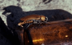 Supernormal Stimuli: A bug on a beer bottle