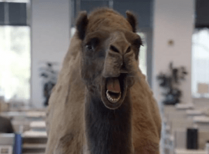 Camel from GEICO; great word of mouth marketing