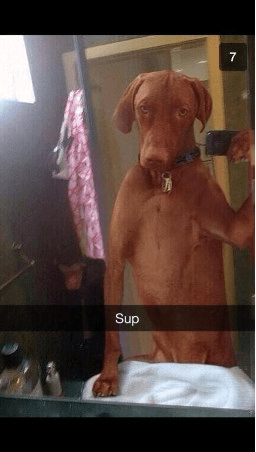 Dog taking a picture on Snapchat
