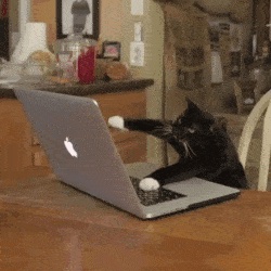 cat typing emails