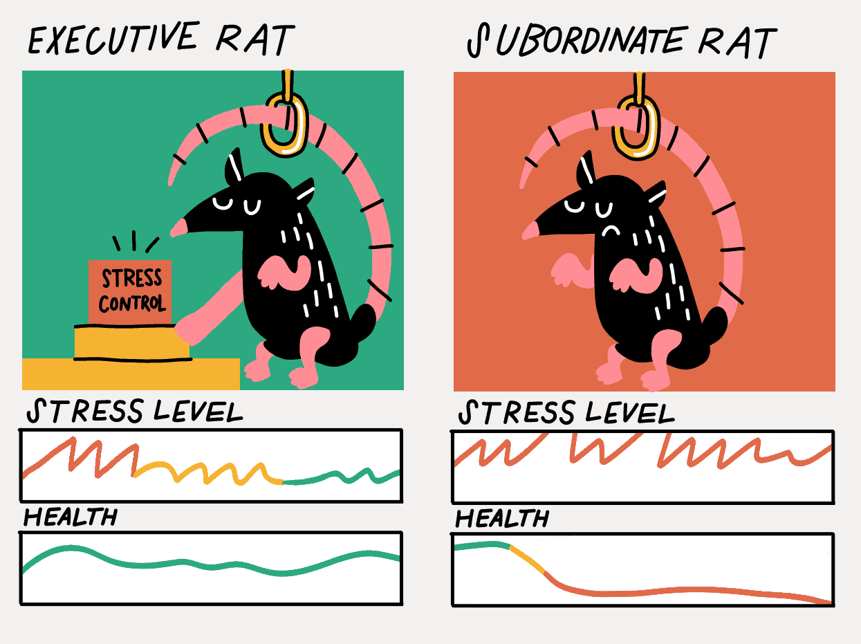 Two rats in an experiment about stress, one with a lever to relieve random electric shocks, the other without.