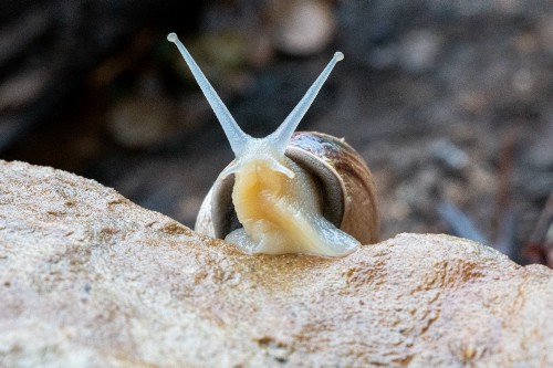 Snail on the move, in search of food, motivated by uncomfortable hunger registered by its brain cells.