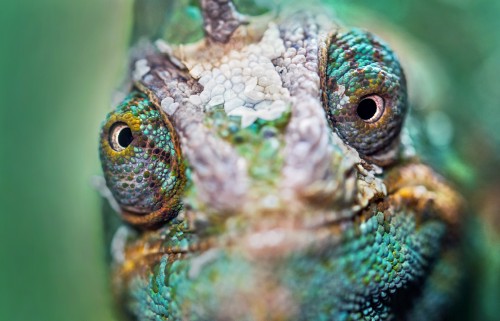 Green horned chameleon with googly eyes, able to see in two different directions.
